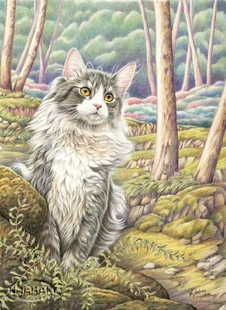 Le chat des forêts - Forest cat