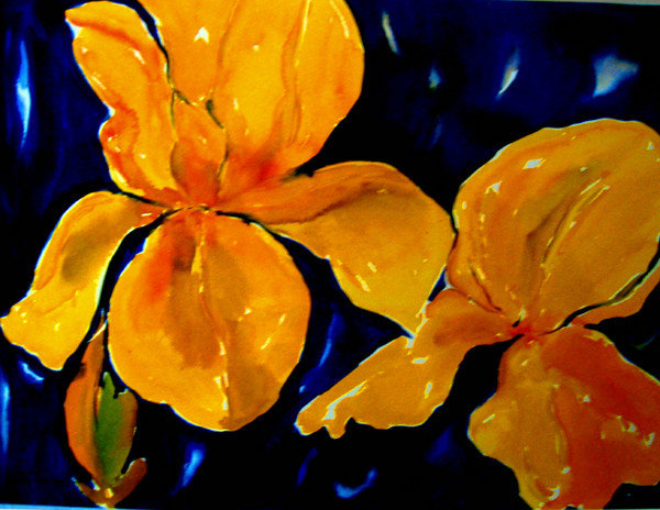 yellow iris