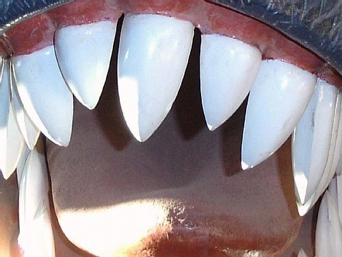 Patagonian teeth :)