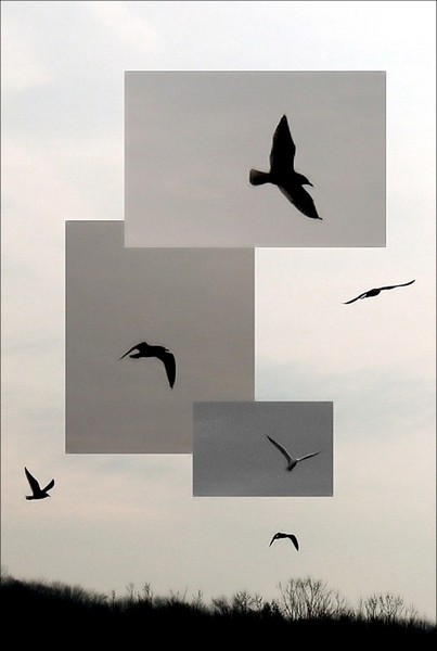bird play