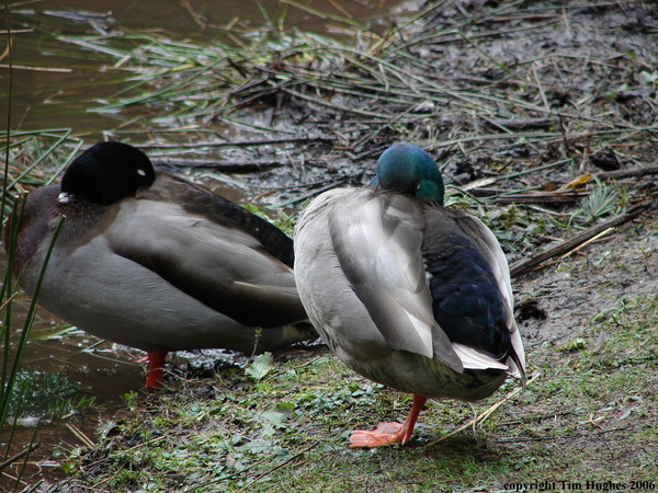 'Duck Statues'