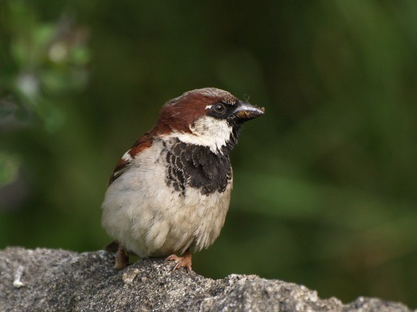 Sparrow 15