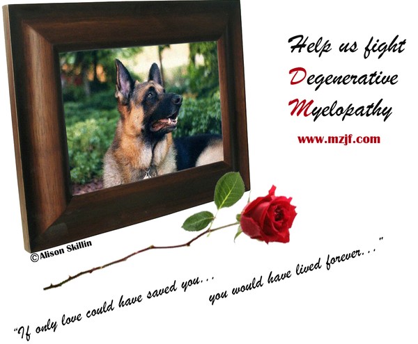 Help Dogs Fight DM