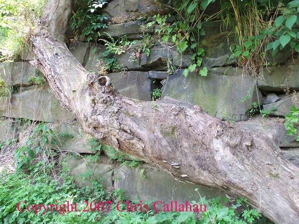 log and ancient wall