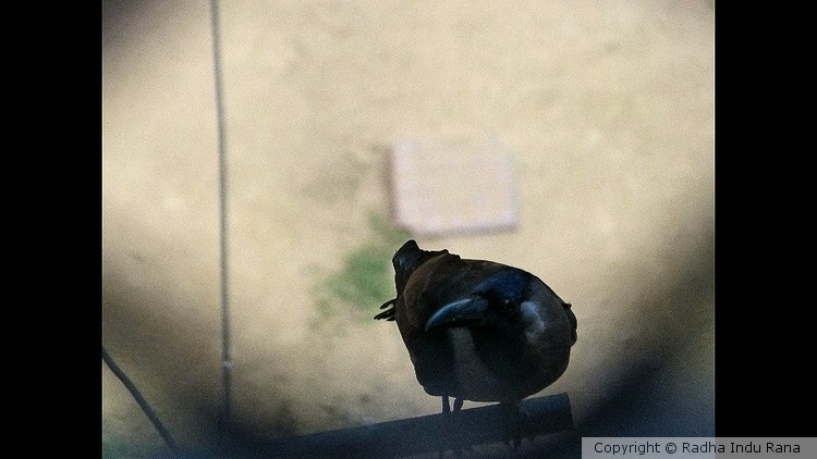 The lost messenger 