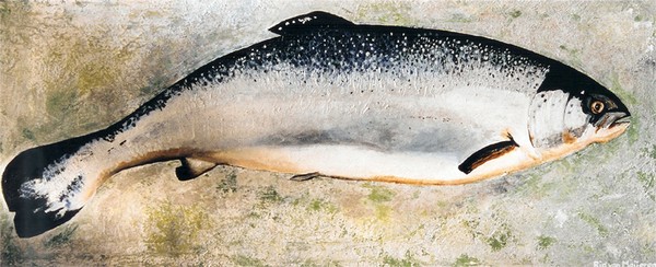 salmon
