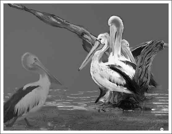 Pelicans at rest