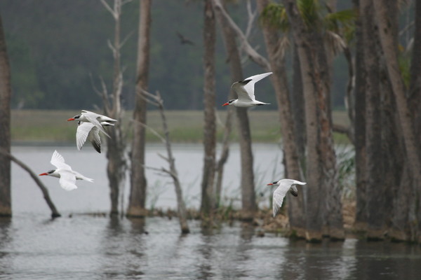 In Flight