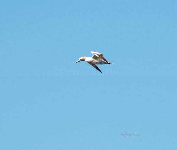Gannet eyeing up his Food