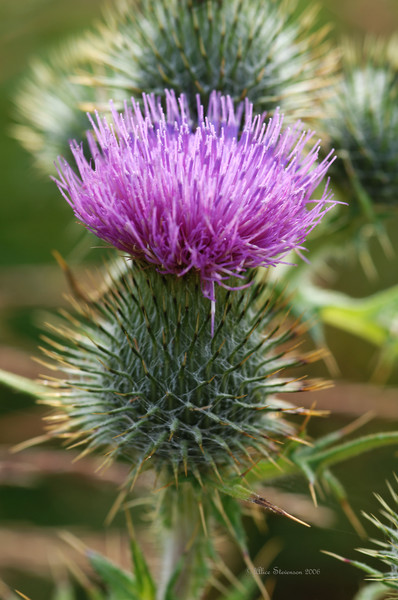 Scottish Thistle