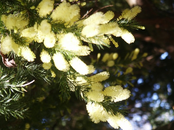 Lemon Light 