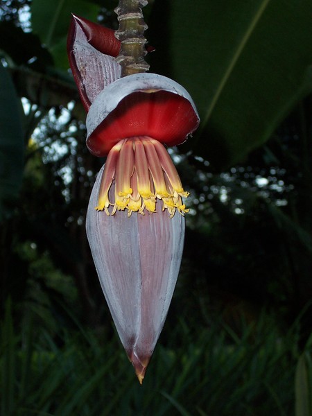 Tropical Beauty