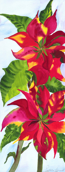 Poinsettia