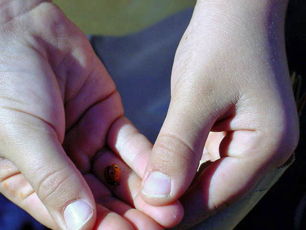 Ladybug 