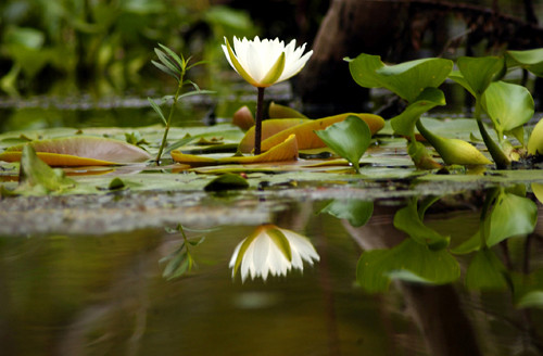 Bayou Lilly