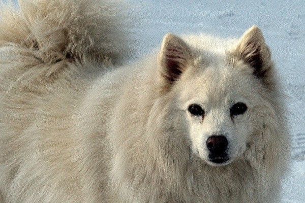 Shiloh