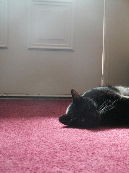 Sleeping in the Warmth