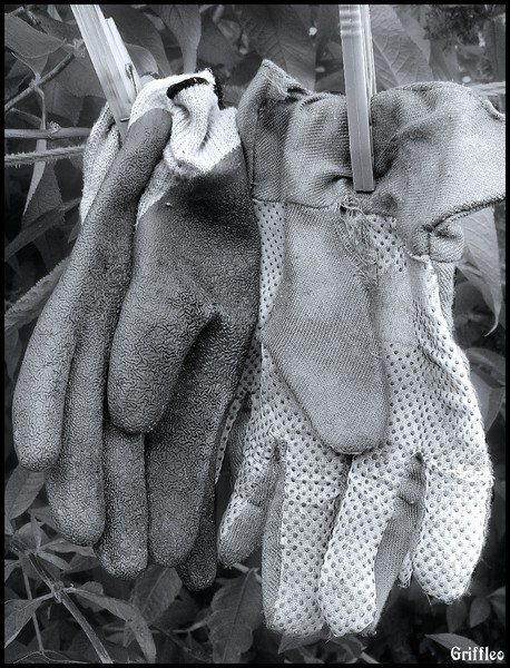 THE OLD GARDEN GLOVES