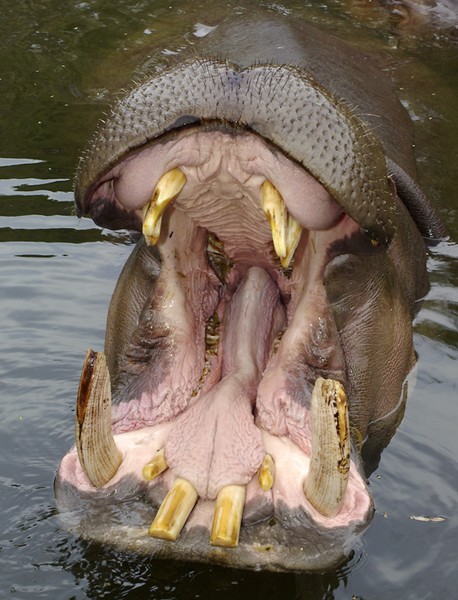 Open wide,2