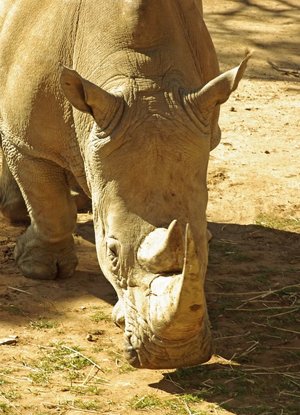 White Rhino.