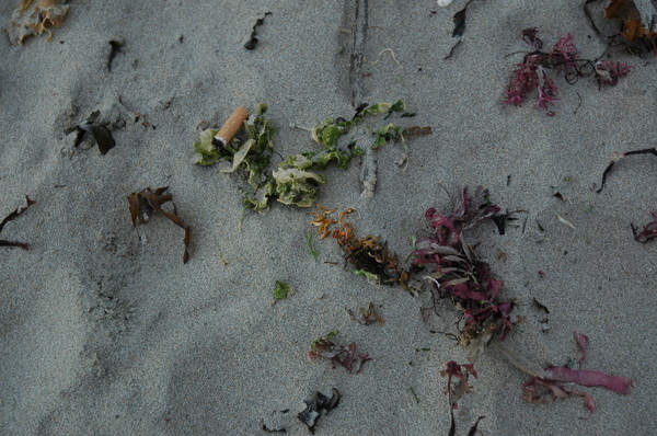 cig butt and seaweed 2.Rubbish series.