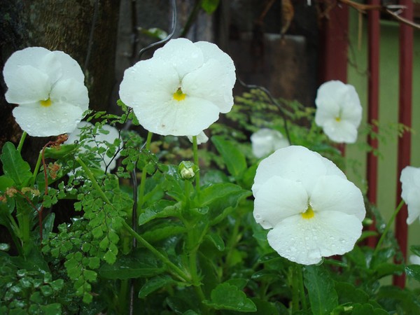 white pansy