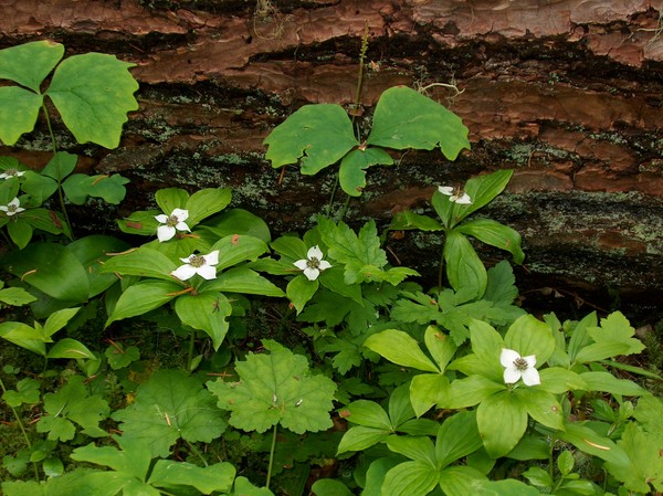 Canadian Dogwood