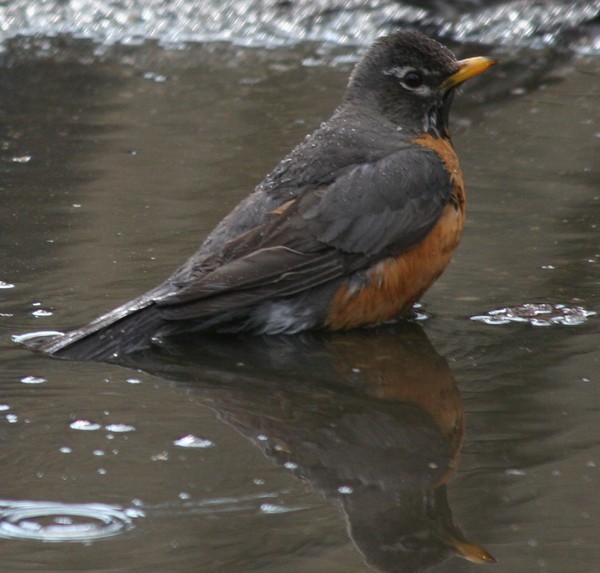 Puddled Robin