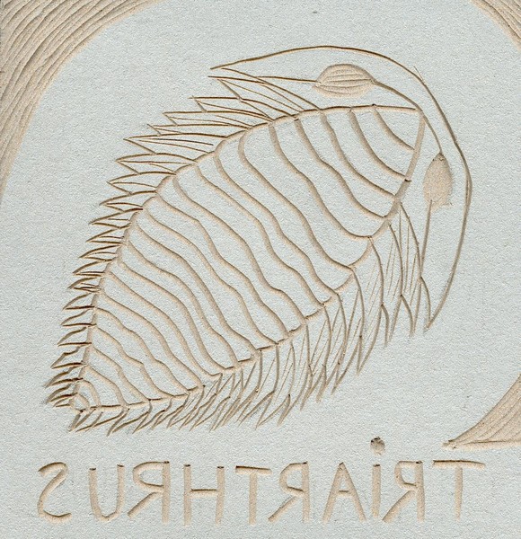Triarthrus