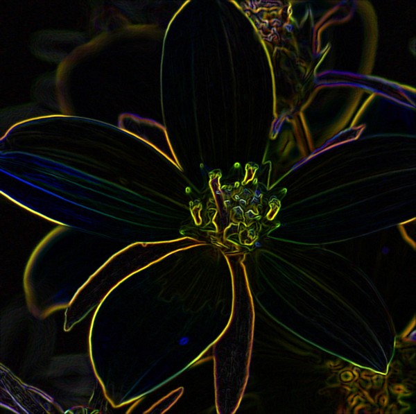 Neon Flower