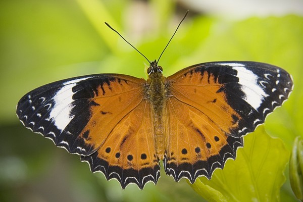 Butterfly #1