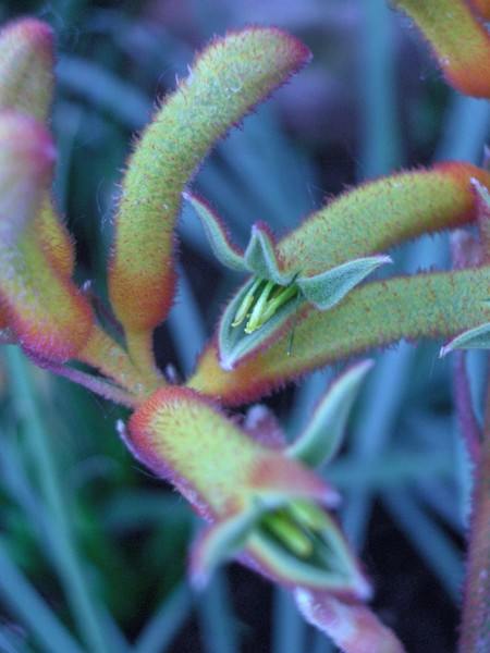 Kangaroo's paw