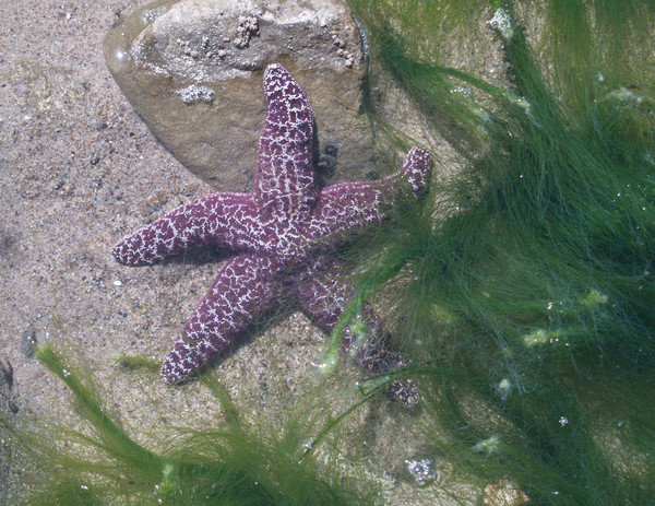 Starfish