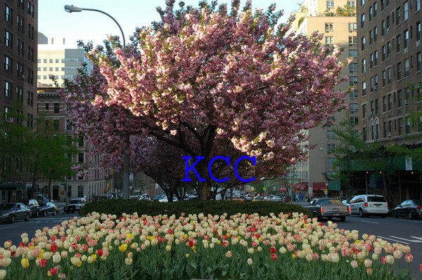 The Color Of Park Avenue 2