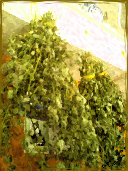 Herbalist Dream