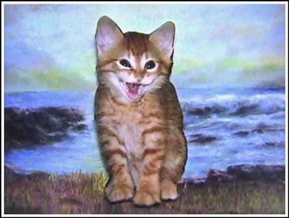 A HAPPY CAT