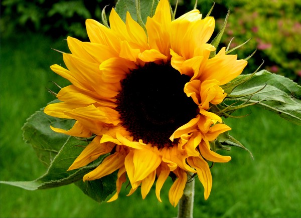 sunflower