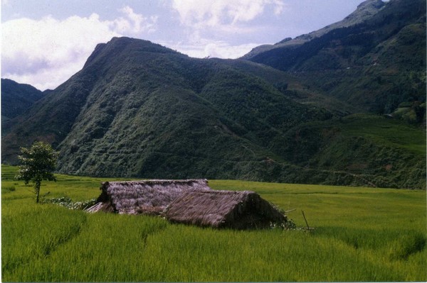 green life