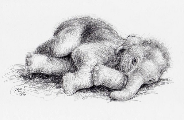 Baby elephant