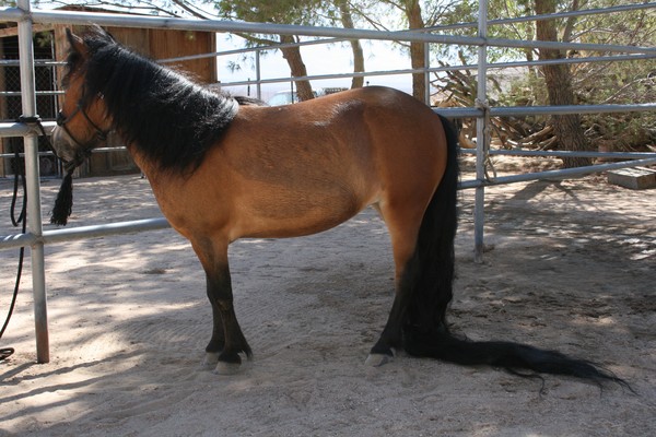 Long Tail