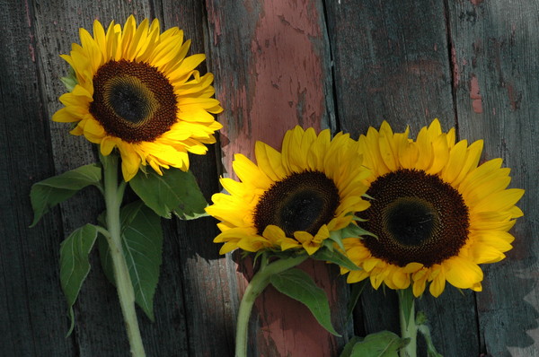 Backyard Sunflowers