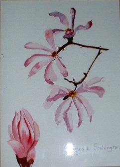 Magnolias