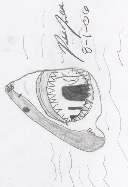 shark attack