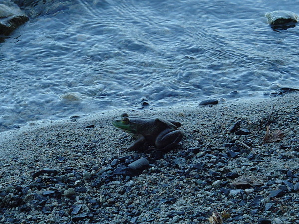 Frog