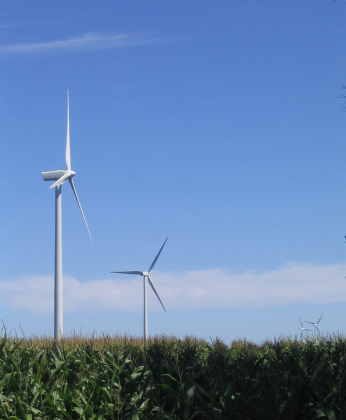 Cornfield Windmills