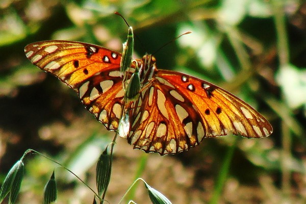 Orange Butterfly Zoomed in