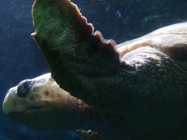 Sir Turtle