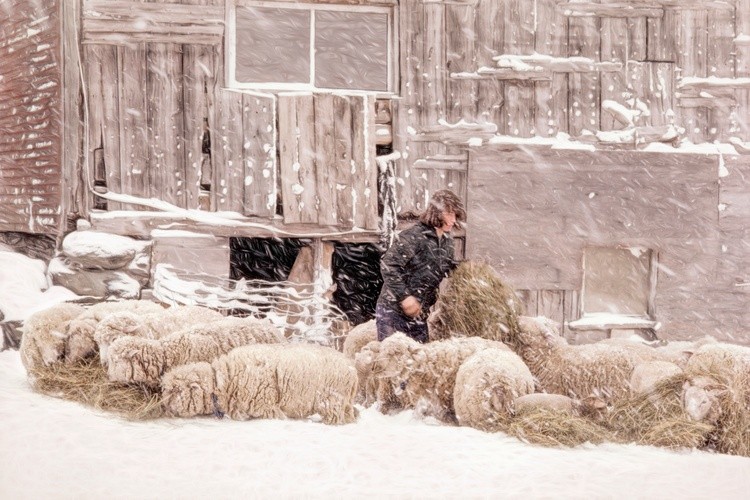 Feeding Sheep Underhill, Vermont