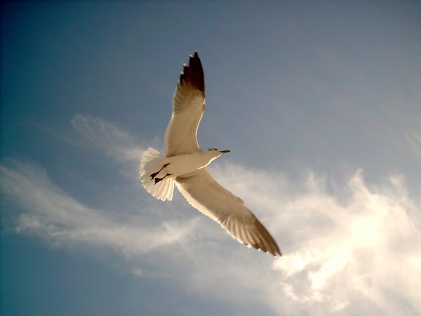 Sea Gull