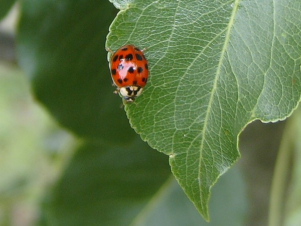 Ladybug